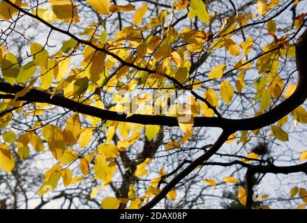 Foglie d'oro d'autunno del faggio comune Foto Stock