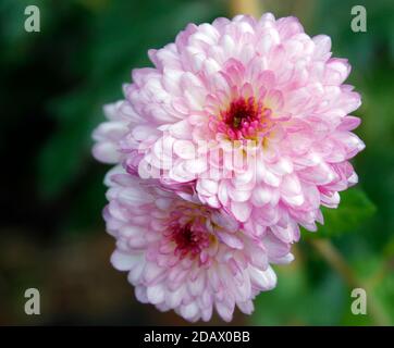 Primo piano di Pom rosa Crisantemo Foto Stock