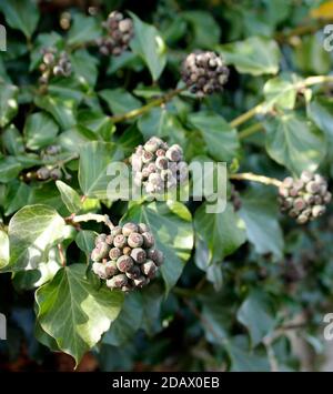 Autunno fioritura nativa Ivy Hedera Helix una pianta sempreverde di valore in inverno per la fauna selvatica Foto Stock