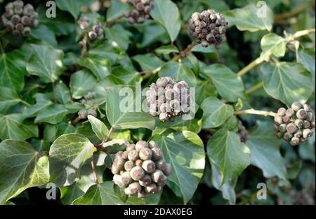 Autunno fioritura nativa Ivy Hedera Helix una pianta sempreverde di valore in inverno per la fauna selvatica Foto Stock