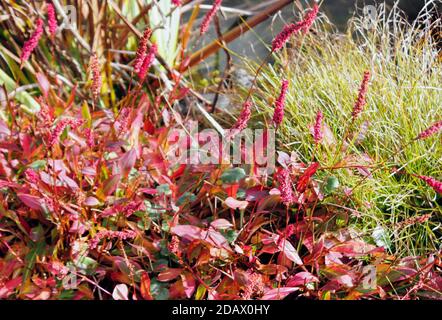 Polygonum affinis persicaria punte di rosa in autunno Foto Stock