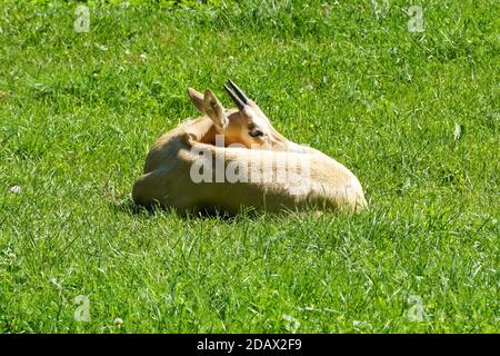 Vitello giovane di Scimitar Orned Oryx (dammah orice) seduta sull'erba Foto Stock