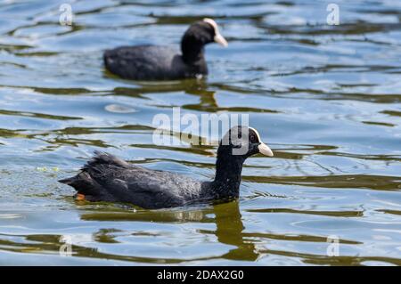 Cuochi eurasiatici nuotare in lago Foto Stock