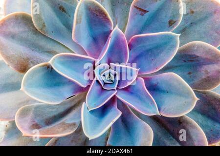 Fondo di modello di pianta succulente. Cactus decorativo e fiori di casa sul tavolo. Foto Stock