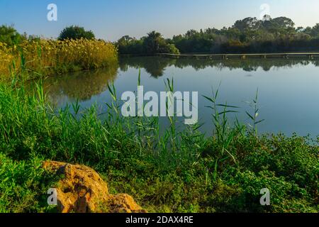 Vista di uno stagno con un percorso elevato, nella riserva naturale en Afek, Israele settentrionale Foto Stock