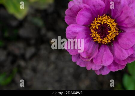 Un bel fiore lilla zinnia si trova nell'angolo della foto con spazio per il tuo testo. Foto Stock