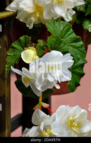 Delicati fiori di bianco begonia nel vaso da fiori da vicino. Begonia è spettacolare ed elegante pianta decorativa in fiore per giardino, floricoltura casa Foto Stock