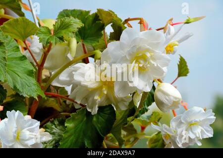 Delicati fiori di bianco begonia nel vaso da fiori da vicino. Begonia è spettacolare ed elegante pianta decorativa in fiore per giardino, floricoltura casa Foto Stock