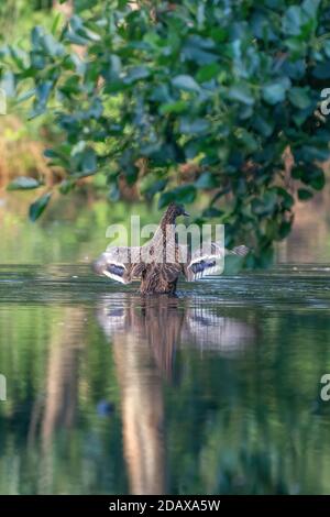 Mallard si sta lavando con ali spalmabili durante l'alba. Acqua schizzata intorno. Anatra bagnata con riflesso in acqua verde Foto Stock