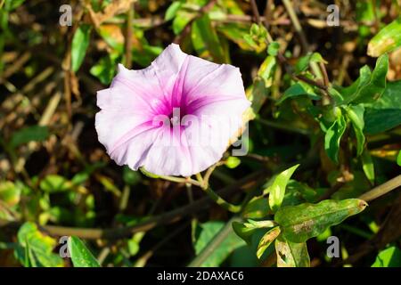 La bella gloria rosa mattina o Ipomoea carnea fiore Foto Stock