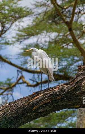 Grande Egret (Casmerodius albus) arroccato sul ramo dell'albero, lago Naivasha, Kenya, Africa orientale Foto Stock