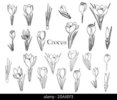 Set di croci isolati. Vettore. Illustrazione Vettoriale