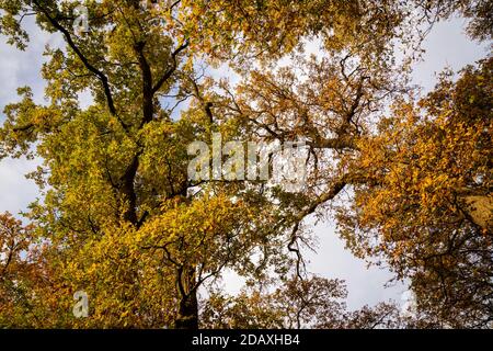 foglie gialle e verdi su alberi fotografati da un angolo basso visualizza Foto Stock