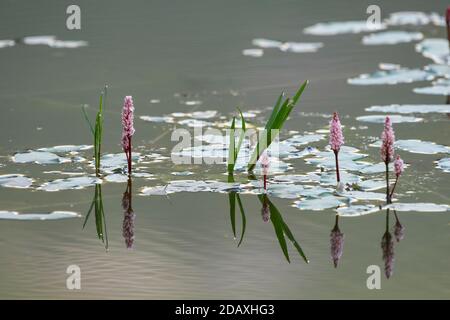 Acqua annodato in fiore nell'acqua Foto Stock