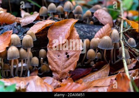 Primo piano di Micaceus di Coprinellus o fungo Foto Stock