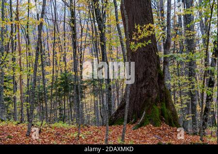 Primo piano di muschio che cresce su radici giganti di tiglio. Foto Stock