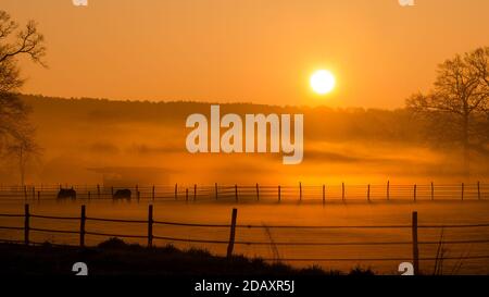 Misty alba su pascolo con cavalli e recinzione idilliaca in primo piano. Foto Stock