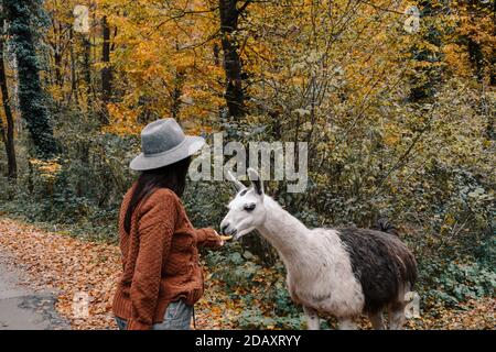 Giovane donna che indossa una giacca marrone con un cappello fedora e alimentare un lama in una foresta in autunno Foto Stock