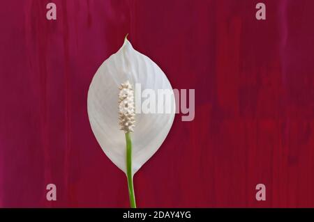 Spathiphyllum: Un fiore bianco profumato, chiamato anche un giglio di Pace e la felicità delle Donne`s. Isolato su uno sfondo rosso dipinto. Spazio di copia. Ritaglio pa Foto Stock