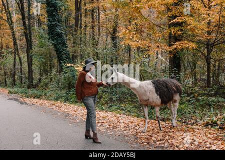 Bruna femmina che indossa una giacca marrone e un cappello fedora e alimentare un lama in una foresta in autunno Foto Stock