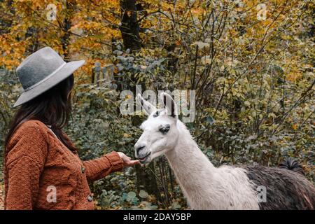 Bruna femmina che indossa una giacca marrone e un cappello fedora e alimentare un lama in una foresta in autunno Foto Stock
