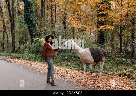 Donna felice che indossa una giacca marrone con un cappello fedora e alimentare un lama in una foresta in autunno Foto Stock