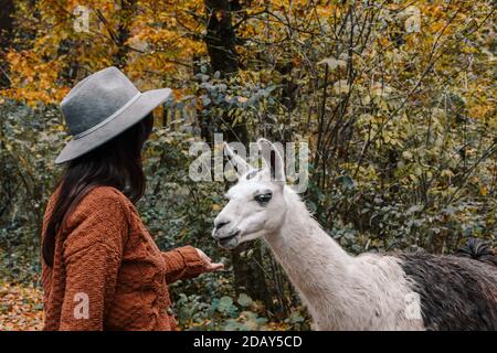 Bruna femmina che indossa una giacca marrone e un cappello fedora e alimentare un lama in una foresta in autunno Foto Stock