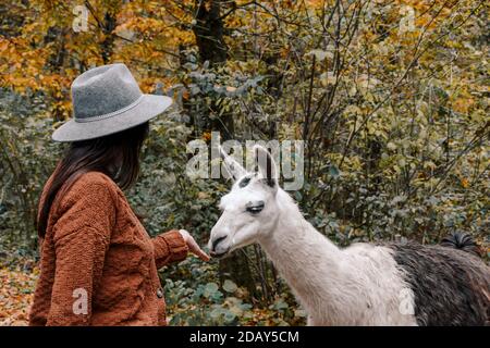 Bruna femmina che indossa una giacca marrone e un cappello fedora e alimentare un lama in una foresta in autunno Foto Stock