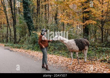 Bruna femmina che indossa una giacca marrone e un cappello fedora e alimentare un lama in una foresta in autunno Foto Stock
