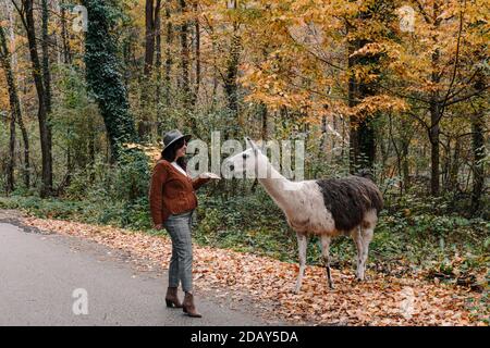 Donna felice che indossa una giacca marrone con un cappello fedora e alimentare un lama in una foresta in autunno Foto Stock