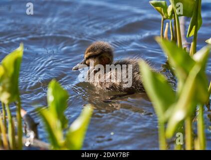 Giovane anatra di mallard con ferita fresca della testa che nuota su un lakeon alla tarda primavera del giorno a Espoo, Finlandia Foto Stock