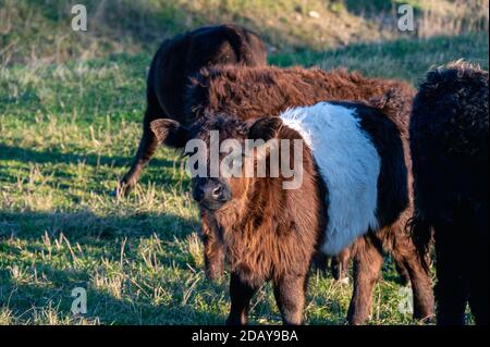 Un vitello galloway con cintura in piedi tra la sua mandria durante il tramonto in pascolo Foto Stock