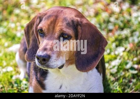 Un beagle inglese a tre colori (Canis lupus familiaris) si erge in un prato illuminato dal sole. Foto Stock