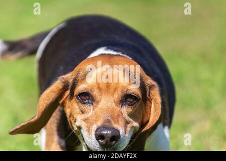 Un beagle inglese a tre colori (Canis lupus familiaris) corre verso la macchina fotografica, le orecchie oscillano con la coda. Foto Stock