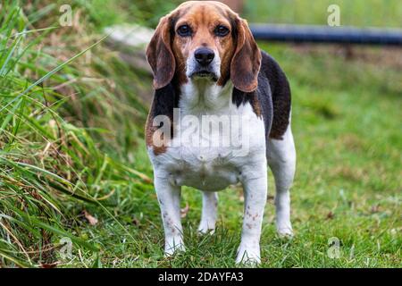 Un beagle inglese a tre colori (Canis lupus familiaris) fissa la fotocamera in modo irreprolente Foto Stock