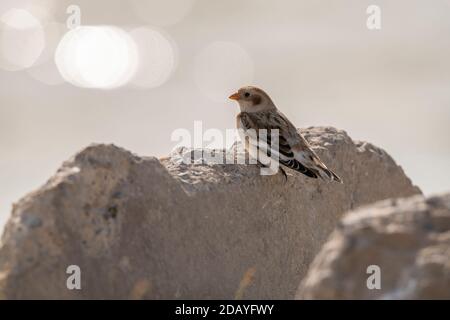 Manto di neve - raro visitatore invernale in Utah Foto Stock