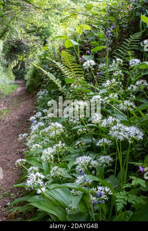 Paese corsia nel sud del Devon, con i primi fiori primaverili che crescono nelle siepi Foto Stock