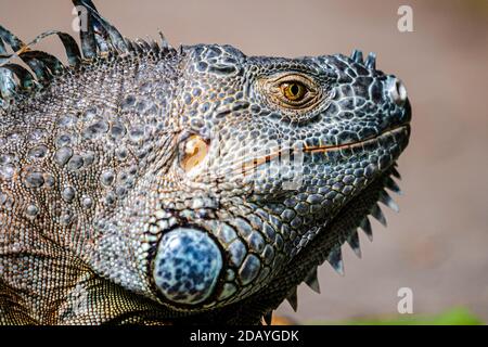 Grande iguana verde maschile - Iguana iguana o iguana americana o iguana verde comune è una specie arborea, per lo più erbivori di lucertola Foto Stock