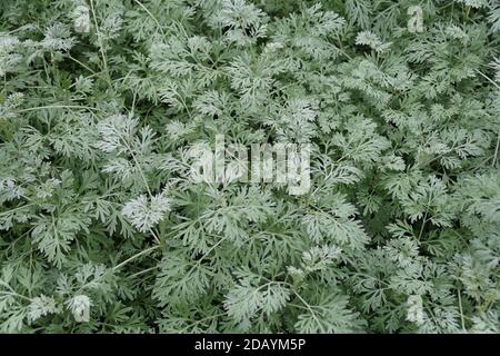 Piante di Wormwood comune di colore verde pallido della famiglia Aster Foto Stock