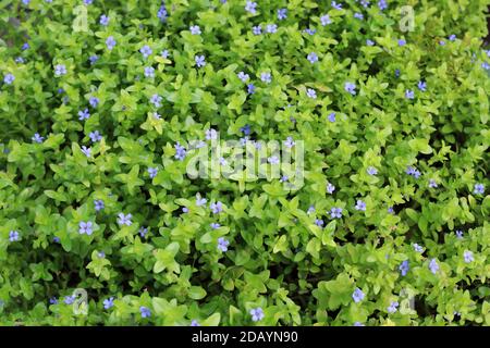 Bacopa rossa gigante o bacopa di limone o hysssop d'acqua (Bacopa caroliniana) fiore in Giappone Foto Stock