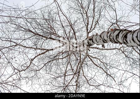 Vista ad angolo basso di un albero di betulla argentata Foto Stock