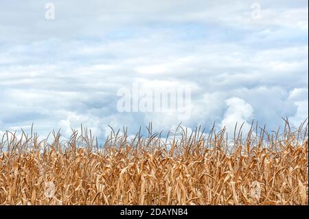 stocchi di mais intemperie contro il cielo nuvoloso. Foto Stock