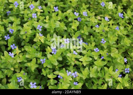 Bacopa rossa gigante o bacopa di limone o hysssop d'acqua (Bacopa caroliniana) fiore in Giappone Foto Stock