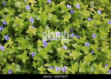 Bacopa rossa gigante o bacopa di limone o hysssop d'acqua (Bacopa caroliniana) fiore in Giappone Foto Stock