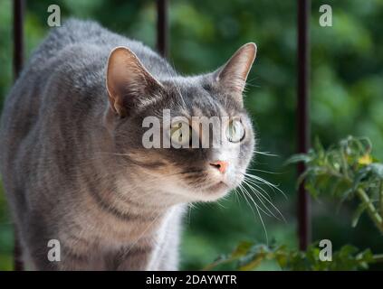 Gatto prima di caccia - concentrazione prima di saltare. Foto Stock