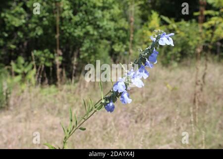 Salvia azzurra, una specie minacciata in Illinois, che pende a Morton Grove, Illinois Foto Stock