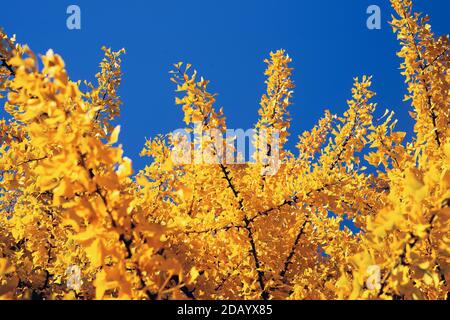 Giallo autunno tree Foto Stock