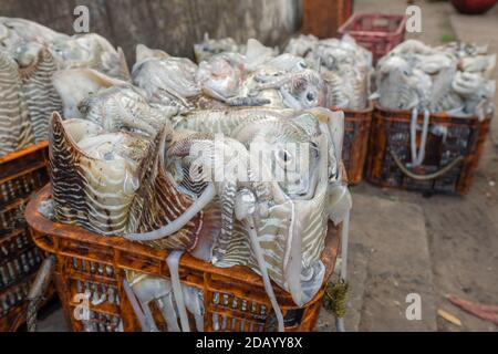 Calamari freschi in esposizione al mercato del pesce a Fort Kochi, India Foto Stock