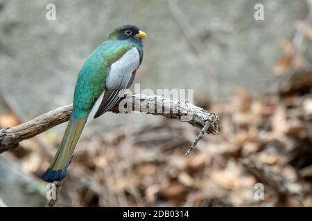 Elegante Trogan (Trogon elegans) Foto Stock