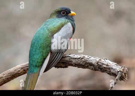 Elegante Trogan (Trogon elegans) Foto Stock